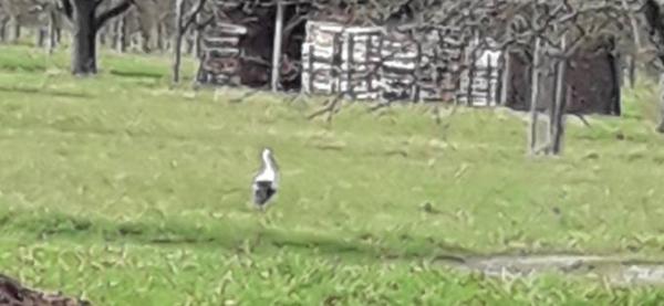 Bild zu Schicke euch einen Storch - Forum für Dezember - Mamis