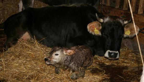 Bild zu Unser ''Baby'' ist da....... - Baby Forum - Allgemeine Themen