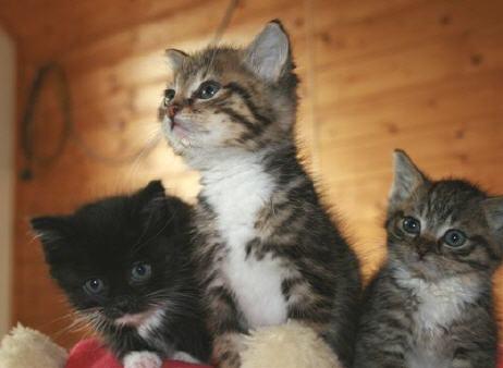 Bild zu Katzenkenner vor!!! - Baby Forum - Allgemeine Themen