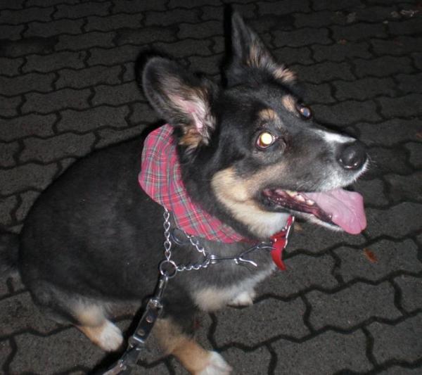 Bild zu Will mal meinen Hund Mogli zeigen - Baby Forum - Allgemeine Themen