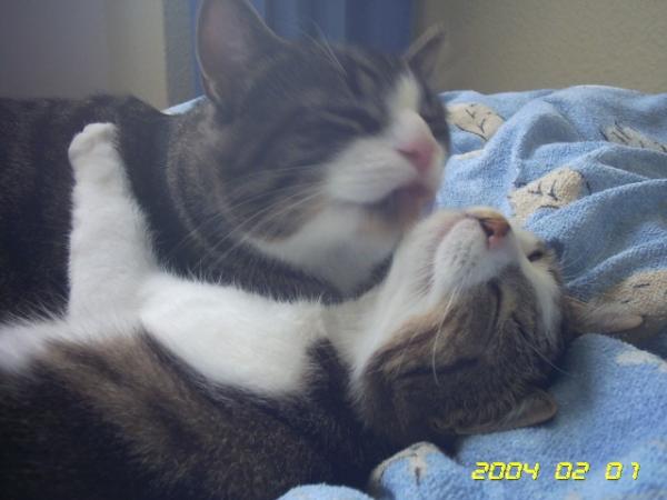 Bild zu auch mal katzenfrage... - Baby Forum - Allgemeine Themen