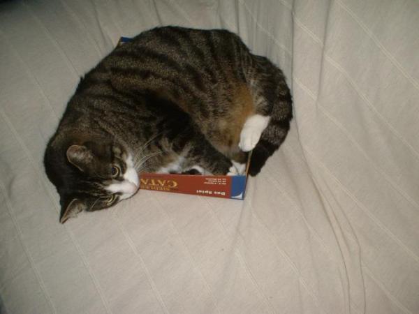 Bild zu von wegen dicke katze... - Baby Forum - Allgemeine Themen