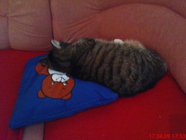 Bild zu 