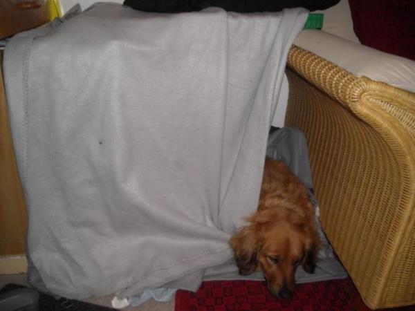 Bild zu hundekenner hier? (hab mal ne doofe frage) - Baby Forum - Allgemeine Themen