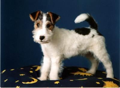 Bild zu sooooooooo thema "findelhund" ist geklärt :o) - Baby Forum - Allgemeine Themen