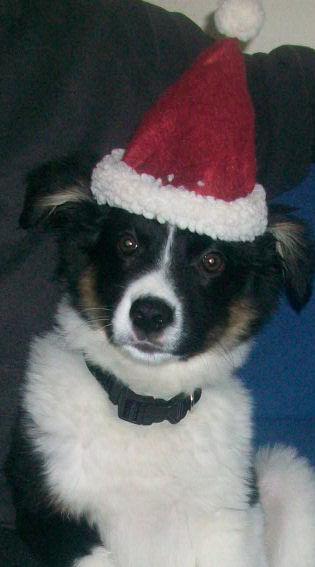 Bild zu Unser Hund - Baby Forum - Allgemeine Themen