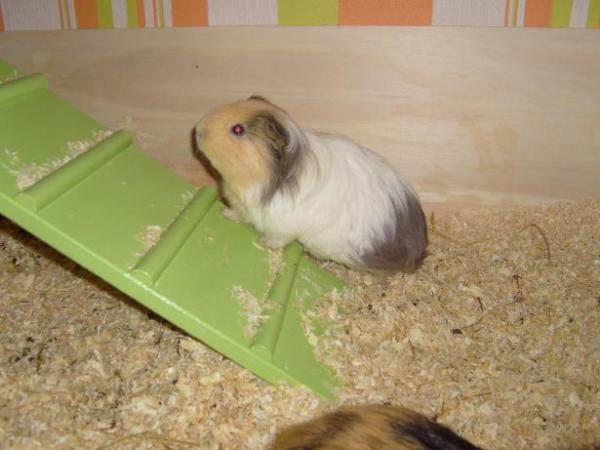 Bild zu 