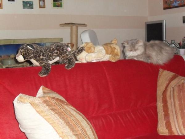Bild zu 