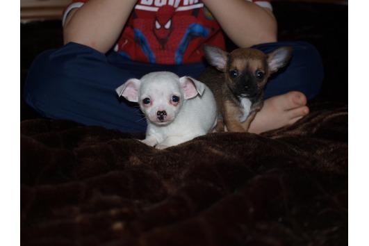 Bild zu zum thema hunde. heute kommt wohl ein neuzugang, welche soll ich nehmen ?:-) - Baby Forum - Allgemeine Themen