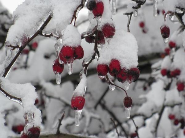 Bild zu noch ein paar schneebilder ... - Baby Forum - Allgemeine Themen