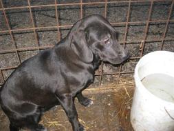 Bild zu Frage an die Hundehalter unter euch. - Baby Forum - Allgemeine Themen