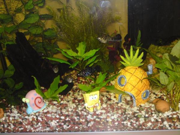 Bild zu unser aquarium SCHAUT MAL - Baby Forum - Allgemeine Themen