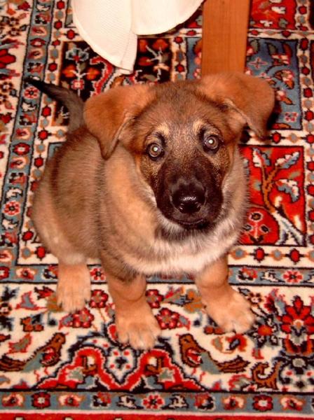 Bild zu Hundebaby - Baby Forum - Allgemeine Themen