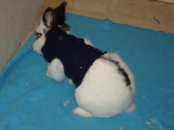 Bild zu Mein Kaninchen trägt jetzt Pulli - Baby Forum - Allgemeine Themen