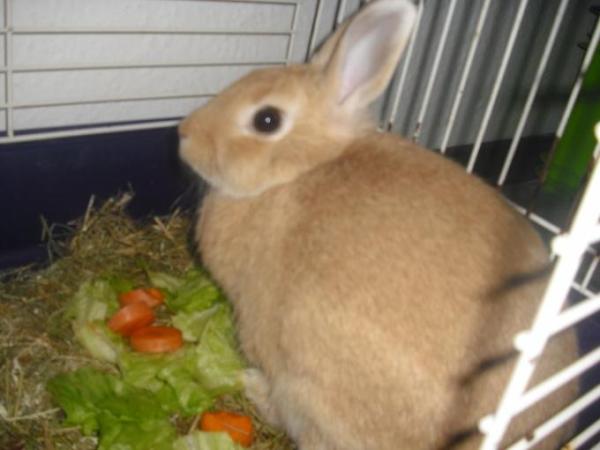 Bild zu Hasennamen? - Baby Forum - Allgemeine Themen