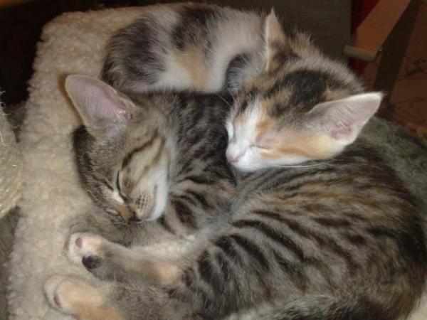 Bild zu oh weh, arme katze... - Baby Forum - Allgemeine Themen