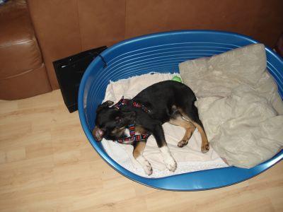 Bild zu Mein Hund - Baby Forum - Allgemeine Themen