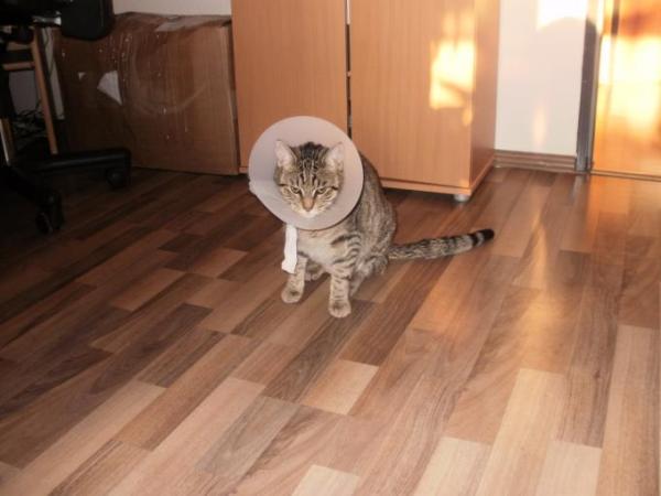 Bild zu 