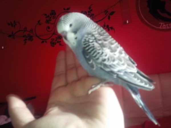 Bild zu