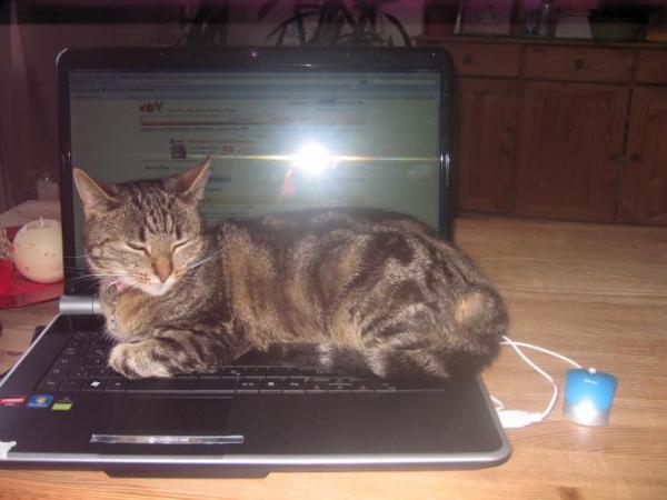 Bild zu Katzenschlafplatz ;-) - Baby Forum - Allgemeine Themen