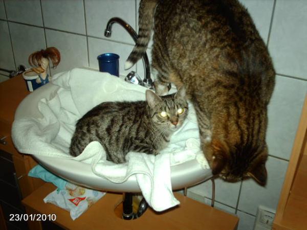 Bild zu 