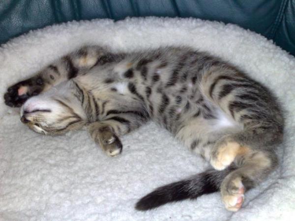 Bild zu meine katze    epddwnb - Baby Forum - Allgemeine Themen