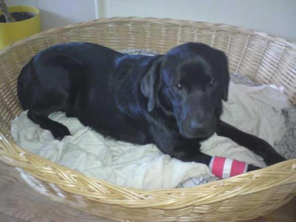 Bild zu Mein armer Hund - Baby Forum - Allgemeine Themen