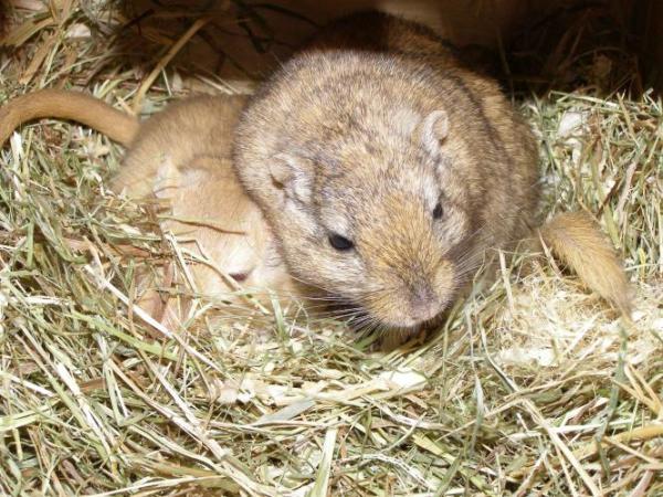 Bild zu Wegen lebenden Futtermäusen... - Baby Forum - Allgemeine Themen