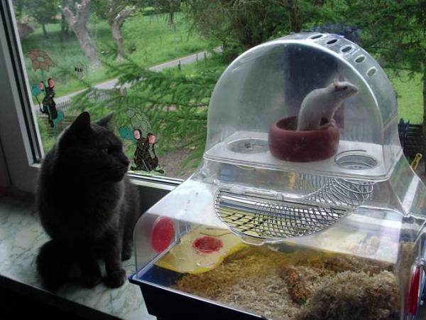 Bild zu guckt mal........ katzenkino - Baby Forum - Allgemeine Themen