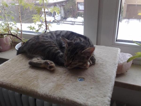 Bild zu meine katze ist wieder da... - Baby Forum - Allgemeine Themen