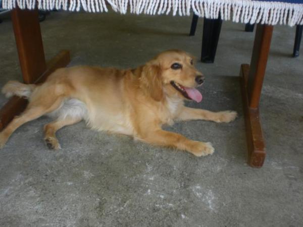 Bild zu Nochmal mein Hund und die Hasen - Baby Forum - Allgemeine Themen
