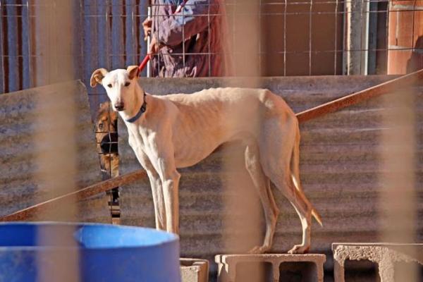 Bild zu Hier mal mein Pflegehund - Baby Forum - Allgemeine Themen