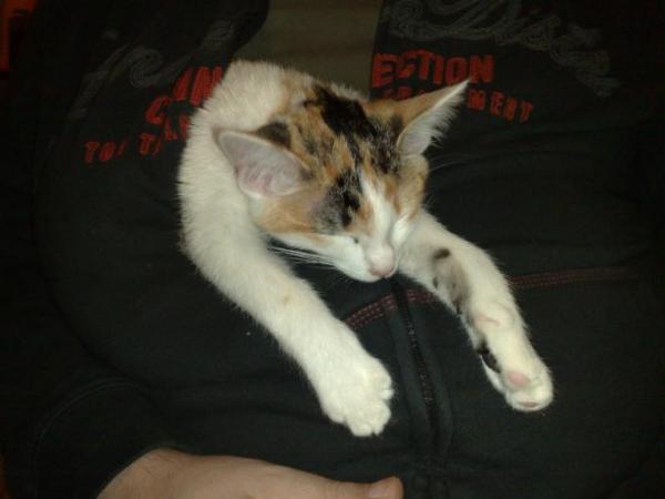 Bild zu hab jetzt nen neuen katzenkorb... - Baby Forum - Allgemeine Themen