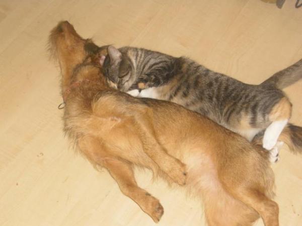 Bild zu Sowas nennt man Tierliebe - Baby Forum - Allgemeine Themen