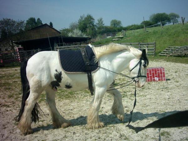 Bild zu
