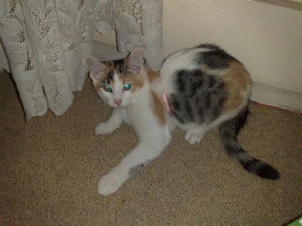 Bild zu sind meine kitten zu fett? - Baby Forum - Allgemeine Themen