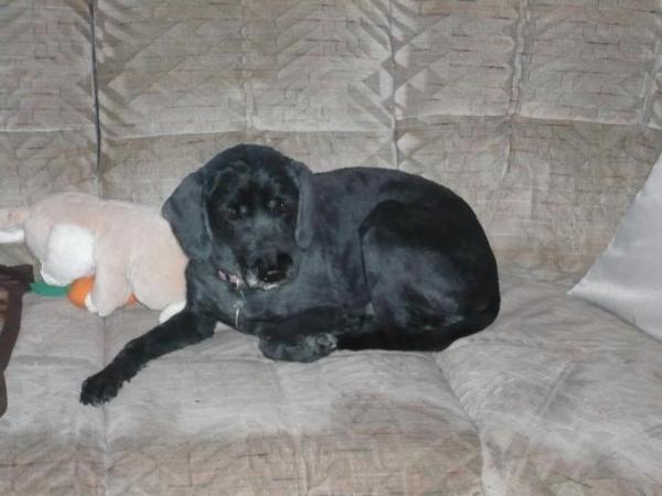 Bild zu So  hier mal HUND und  nach  dem  scheeren - Baby Forum - Allgemeine Themen