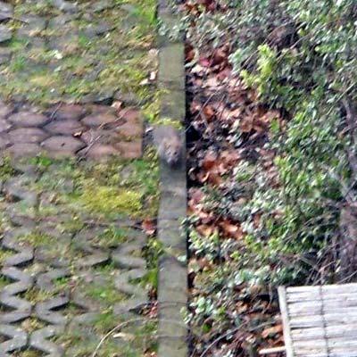 Bild zu Guckt mal was ich im Garten von Nachbarn - Baby Forum - Allgemeine Themen