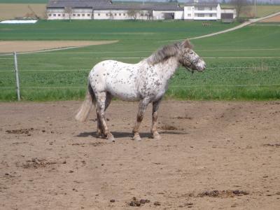 Bild zu ...und das ist das Pony zum Reithelmmädchen - Baby Forum - Allgemeine Themen