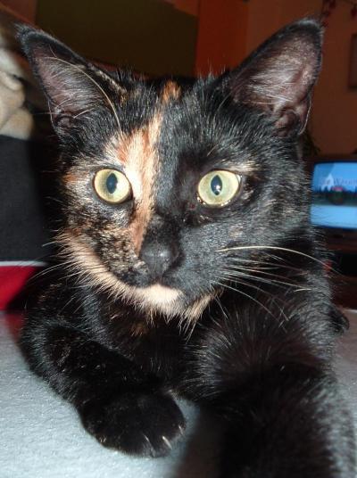 Bild zu meine katze ist tot - Baby Forum - Allgemeine Themen