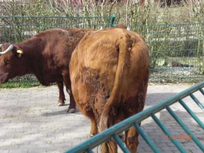 Bild zu 