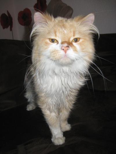 Bild zu frage an katzenmamas :) - Baby Forum - Allgemeine Themen