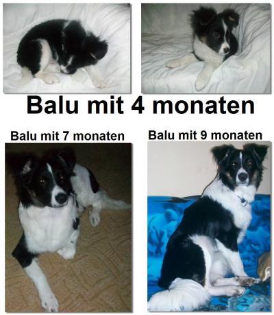 Bild zu