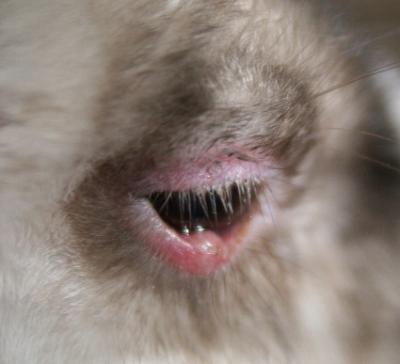 Bild zu unser Kaninchen :-( - Baby Forum - Allgemeine Themen