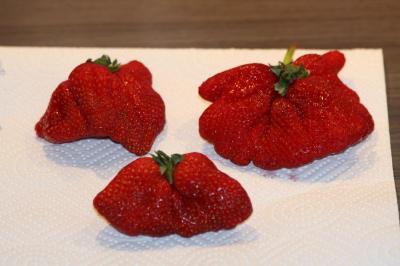 Bild zu guckt mal: meine Mega-erdbeeren - Baby Forum - Allgemeine Themen
