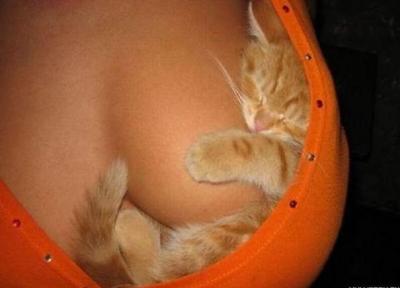 Bild zu personally for jeromes: A Titten-cat - Baby Forum - Allgemeine Themen