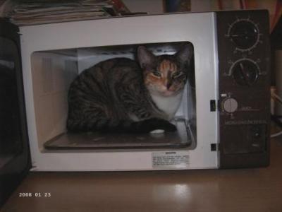 Bild zu Zu den "ungesunden" Katzenfotos... - Baby Forum - Allgemeine Themen