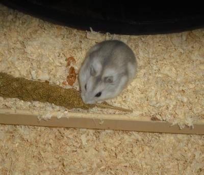 Bild zu wir haben 2 Hamster ohne Namen - Baby Forum - Allgemeine Themen