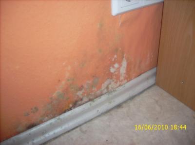 Bild zu Schimmel in der Wohnung.... - Baby Forum - Allgemeine Themen