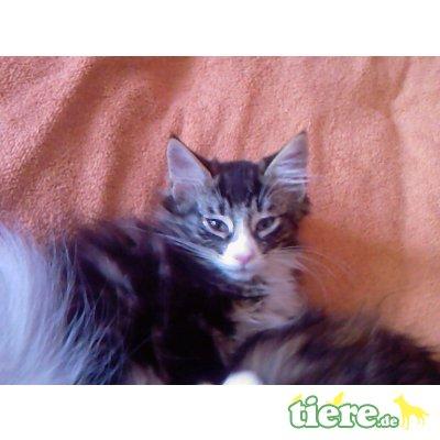 Bild zu Immernoch Namenssuche Kater / Katze - Baby Forum - Allgemeine Themen